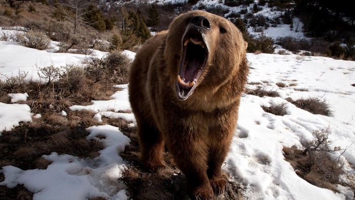 Brown bear yawning in a snowy landscape