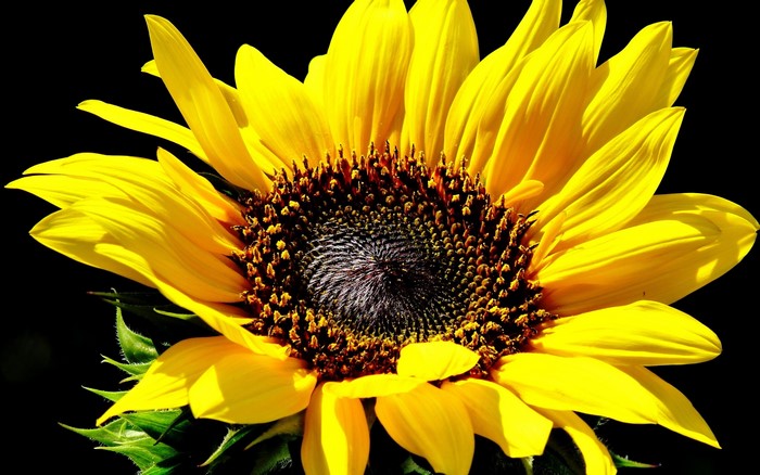 Close-up of a bright yellow sunflower with a dark center