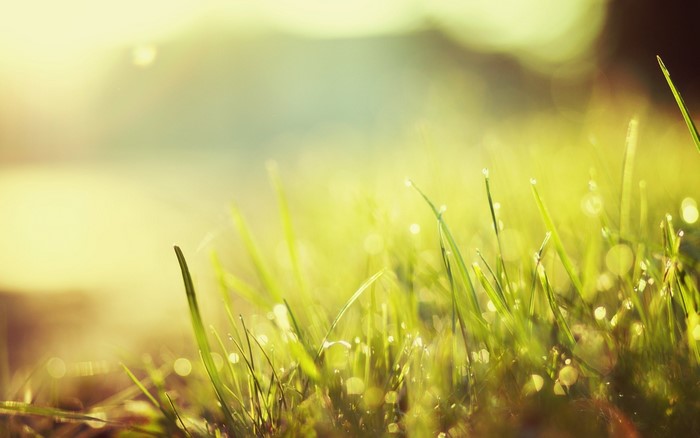 Macro shot of grass with dew drops in sunlight