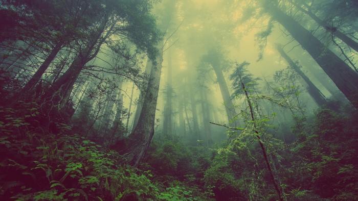 Misty forest with tall trees and green foliage