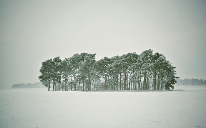 Snowy field with a cluster of pine trees