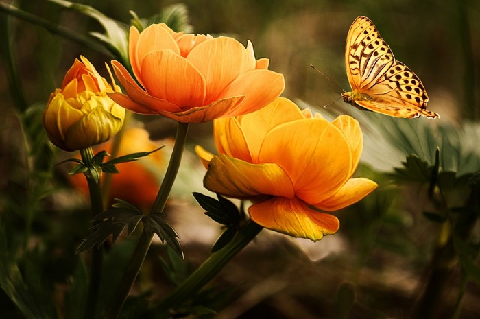 Orange Butterfly Hovering Near Yellow-Orange Flowers