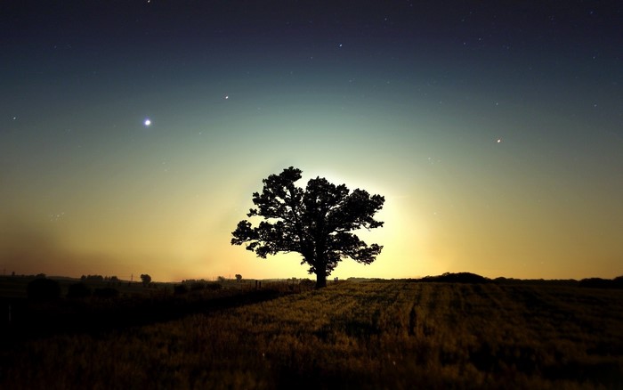 Silhouette of a lone tree under a starry night sky
