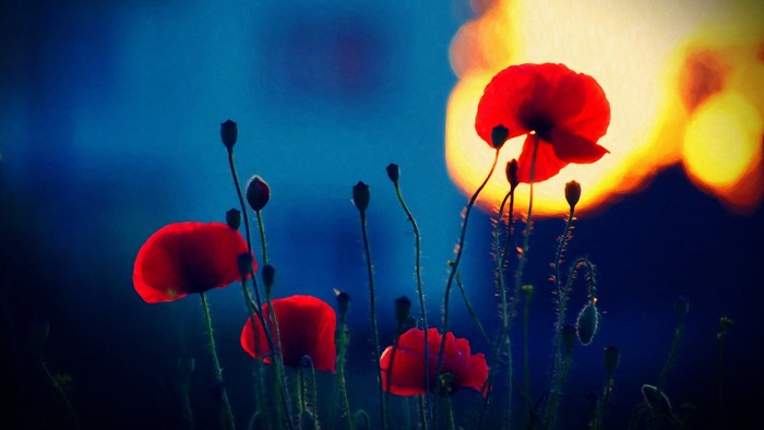 Red poppies in sunlight with blue background