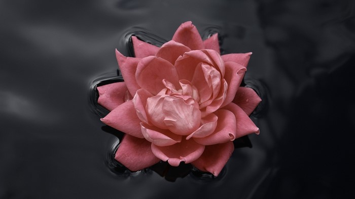Pink rose floating on dark water
