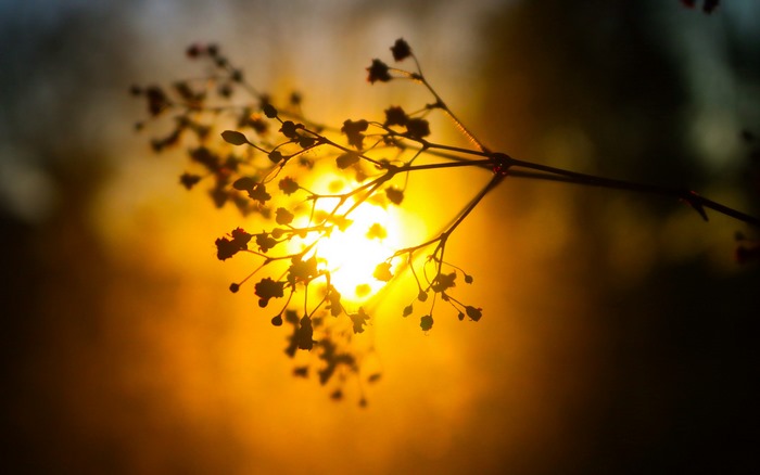 Silhouette of plant branches against glowing sunset
