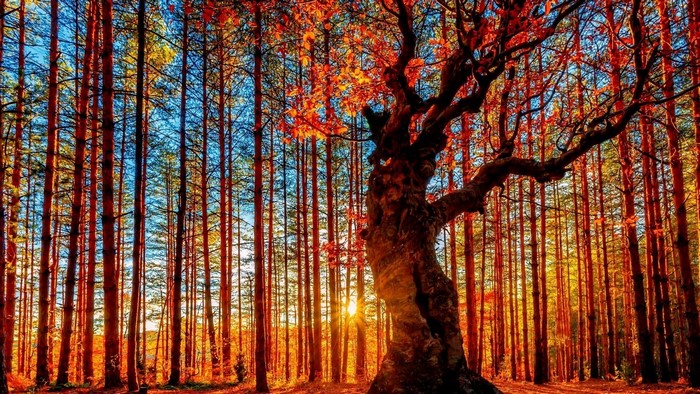 Sunlit Autumn Forest at Belintash, Bulgaria