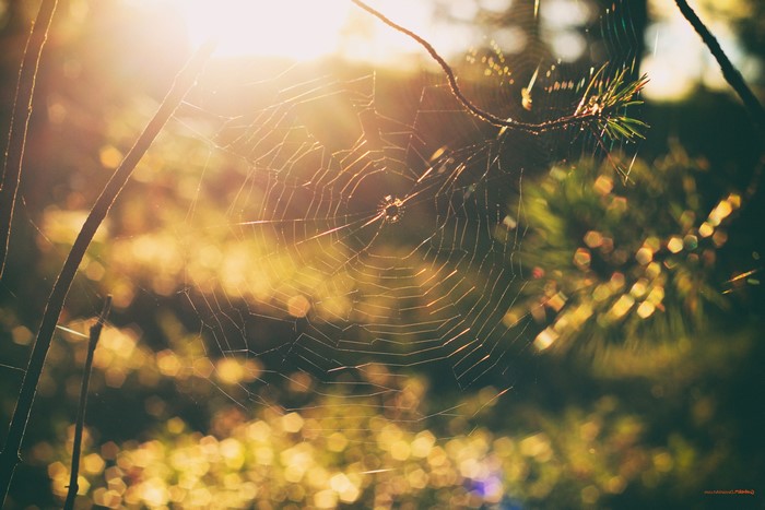 Spiderweb in forest at sunset with bokeh