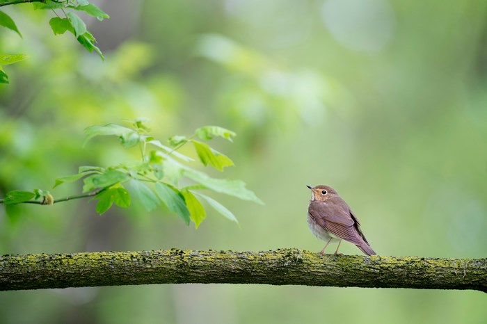 A small brown bird perched on a mossy branch