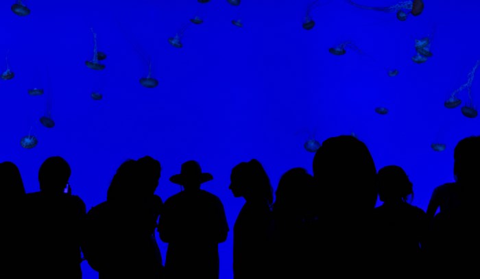 People watching jellyfish in a blue aquarium exhibit