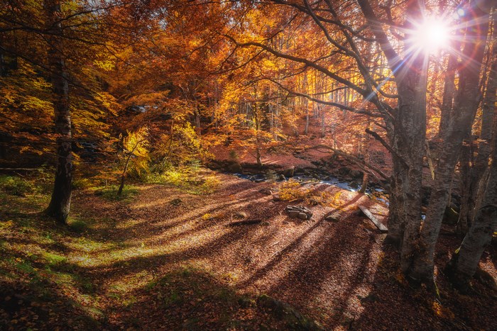 Sunlight filtering through autumn trees in a forest