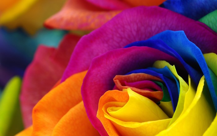 Close-up of a rainbow rose with vibrant petals