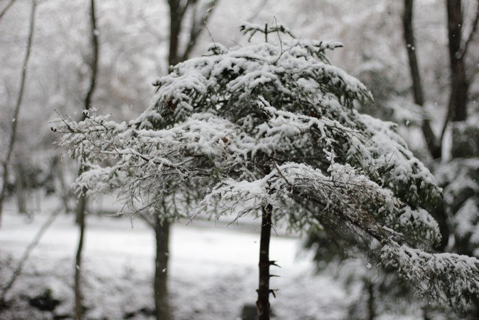 Snow covered conifer tree in winter