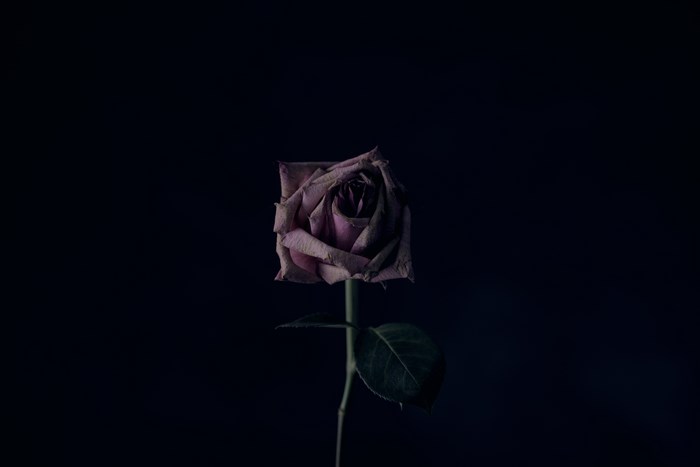 A single dried purple rose against a dark background