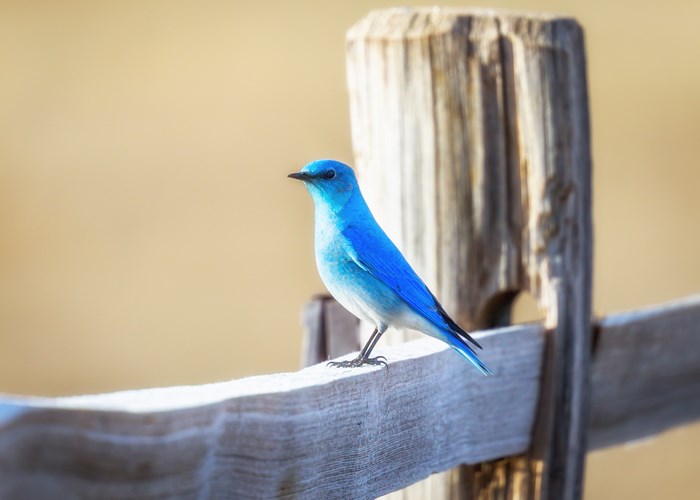 Blue bird perched on a wooden fence