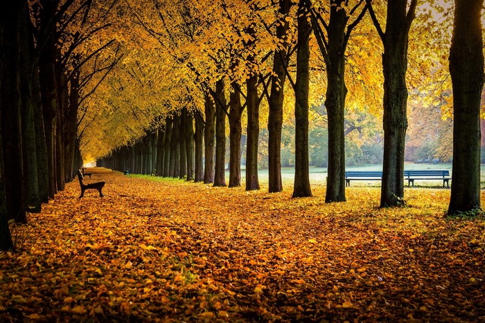 Autumn park alley with fallen leaves and benches