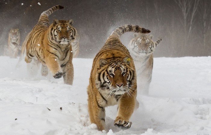 Tigers running through snow in winter