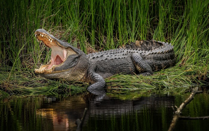 Alligator yawning by the water
