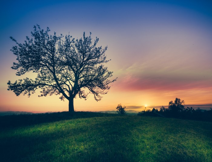 Silhouette of a tree against a colorful sunset sky