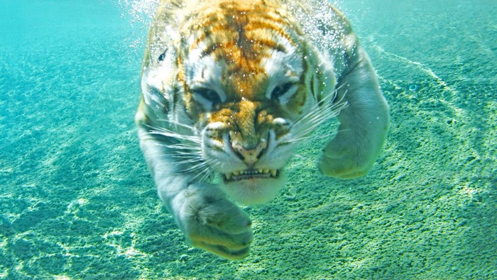 Tiger swimming underwater