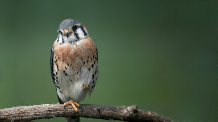 American Kestrel perched on a branch