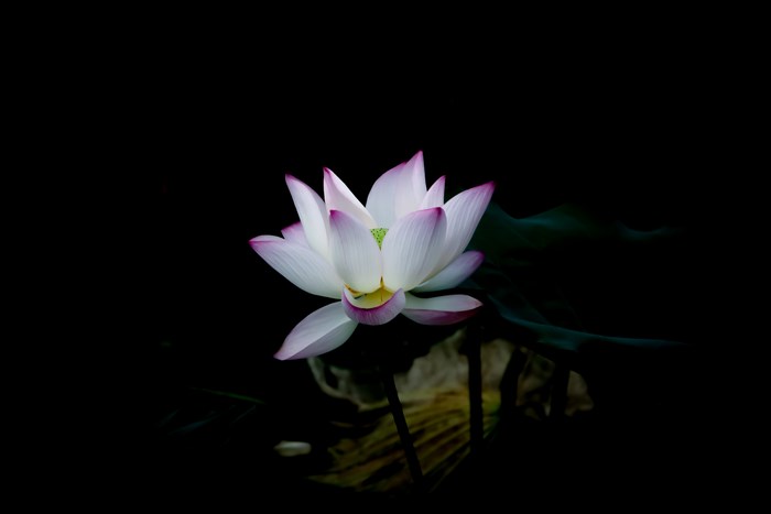 White lotus flower with pink edges on black background