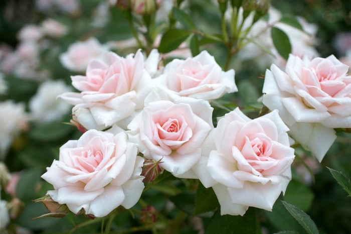 Close-up of pale pink and white roses