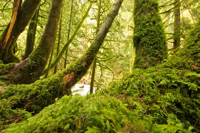 Moss-covered trees by a stream in a forest