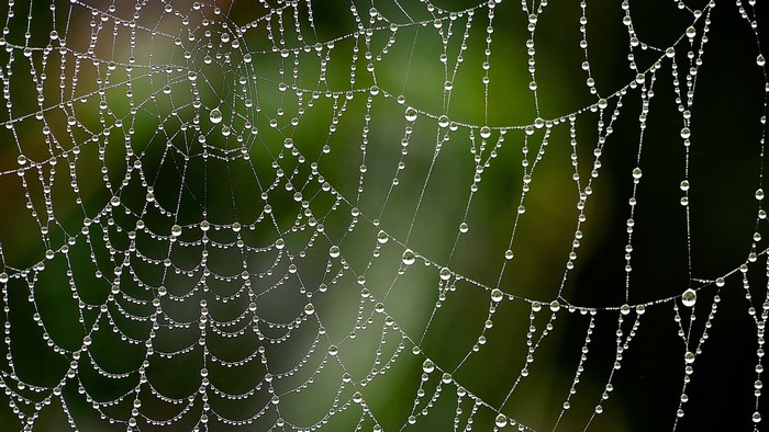 Spiderweb with water drops