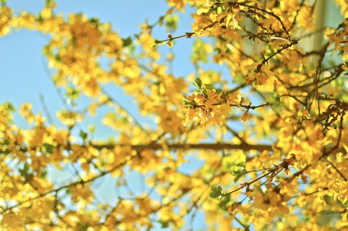 Yellow flowers blooming on branches against a blue sky