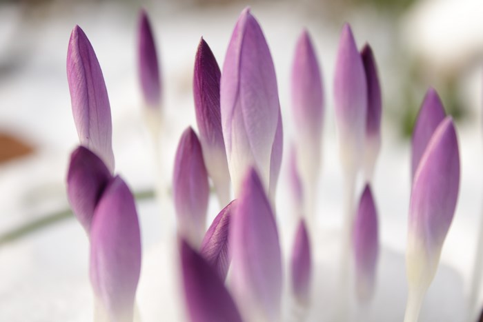 Purple crocus flower buds in snow