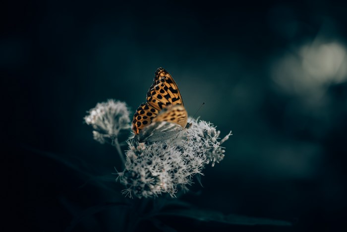 Orange butterfly on a white flower