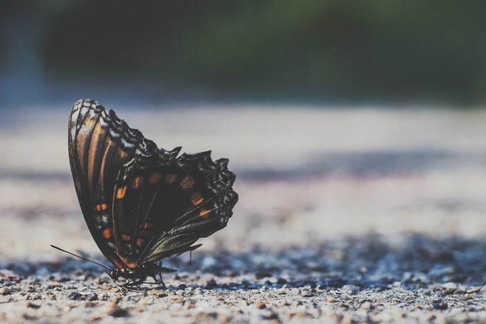 Close-up of a butterfly on a gravel road