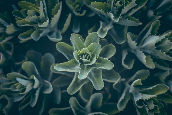 Close-up of succulent plants in a garden