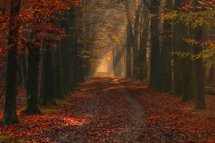 Forest path covered in red leaves during autumn with sun rays