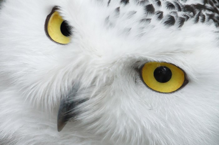 Close-up of a snowy owl's face with yellow eyes
