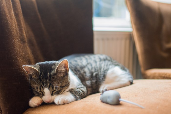 Tabby cat sleeping next to a toy mouse