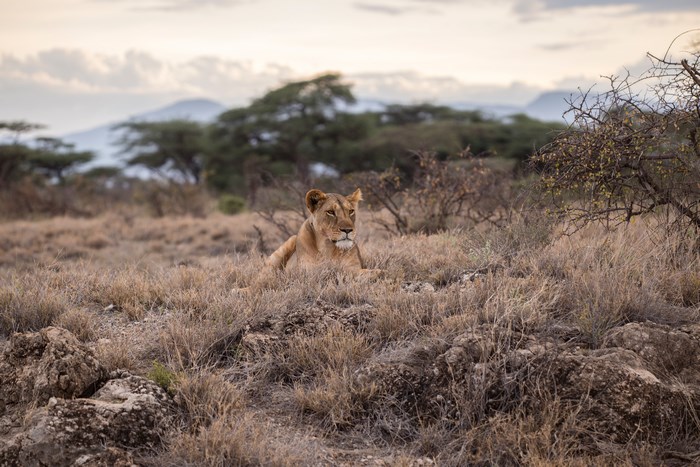 Lioness resting in the African savanna