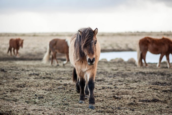 Icelandic horses in a field