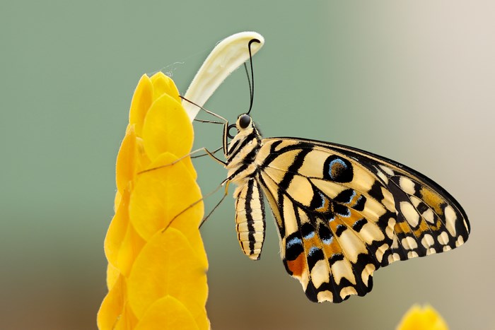 Close-up of a butterfly on a yellow flower
