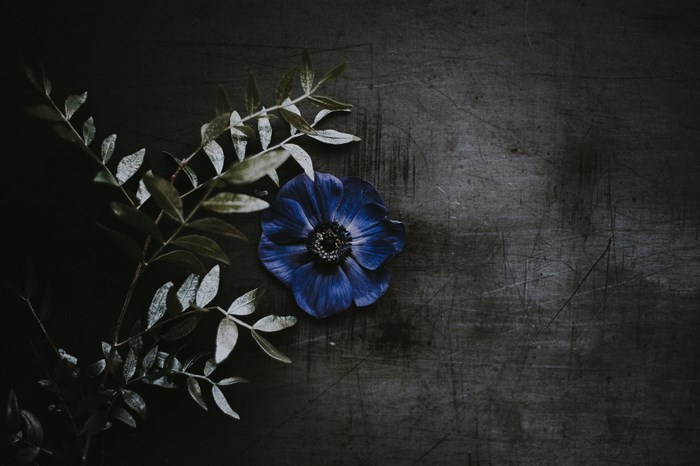 Blue Anemone Flower and Green Leaves on Dark Surface