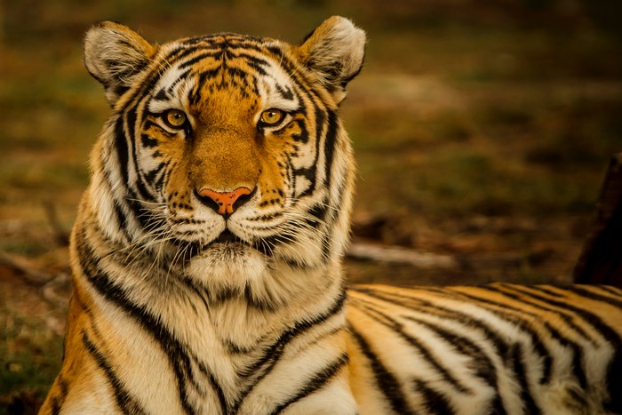 Close-up of a Majestic Bengal Tiger in Nature
