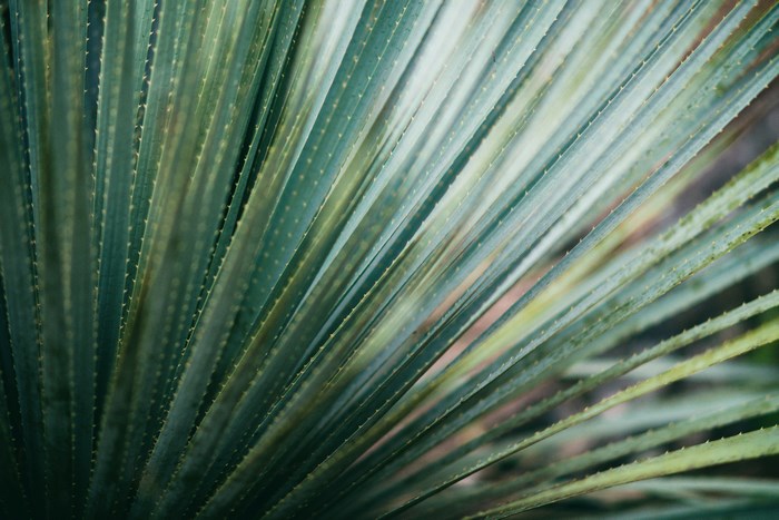 Close up of spiky green succulent leaves