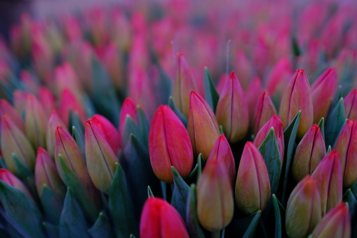 A field of pink and red tulip buds