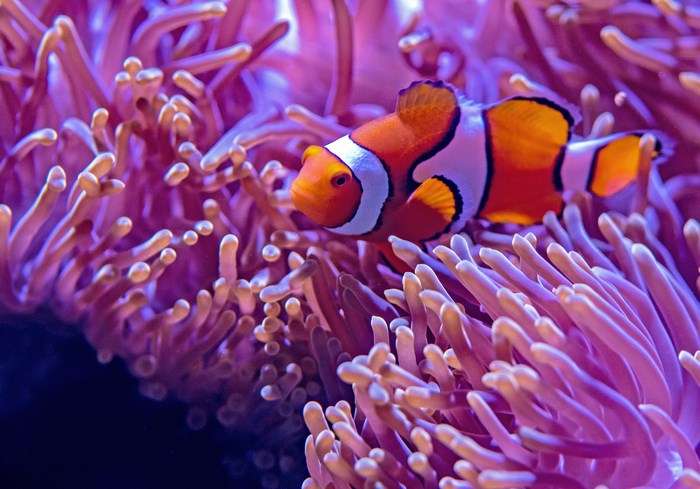 Colorful Clown Anemone Fish Among Purple Tentacles