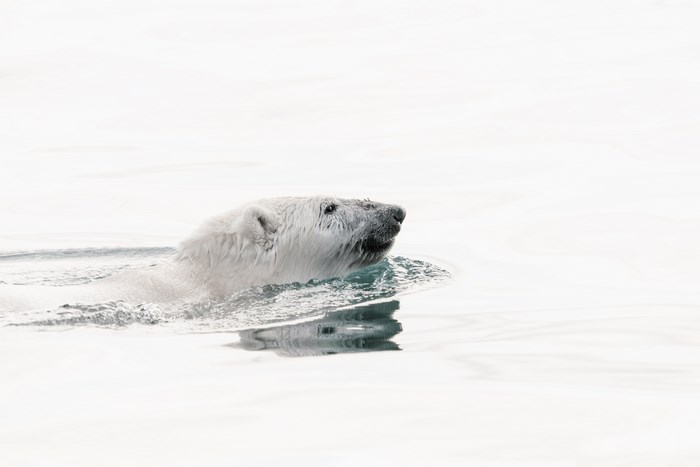 Polar bear swimming in calm water