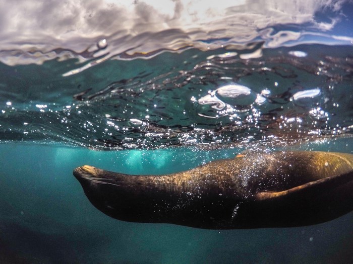 Underwater view of a seal swimming near the surface