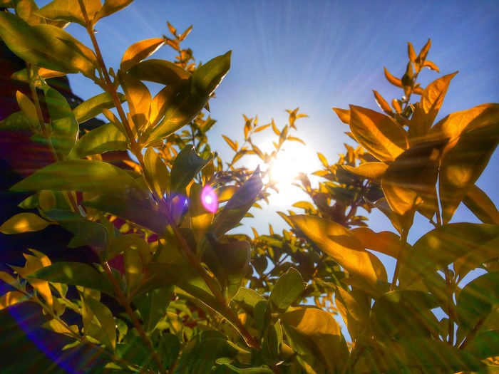 Sunlight shining through orange and green leaves