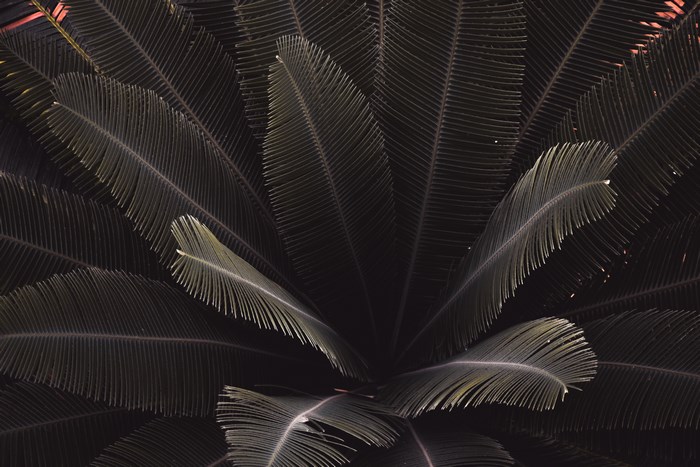 Close-up of dark green palm leaves