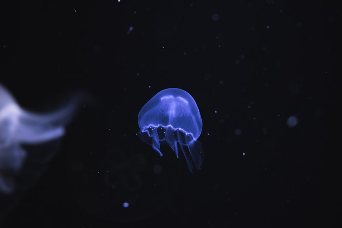 A glowing purple jellyfish swims in dark water